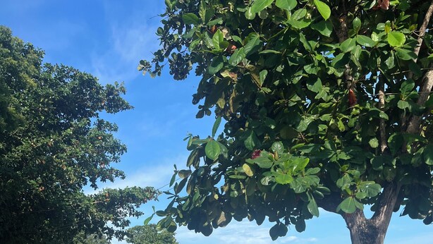 Property grounds - Charming studio with AC in welcoming Lapu-Lapu beachside (Lapu-Lapu)