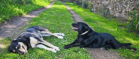 Enceinte de l’hébergement