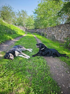 Property grounds - Atypical apartment - Ruins of Château Montegut (Montégut)