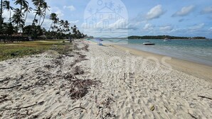 Une plage bordée de palmiers, un rivage sablonneux et un bateau sur l’eau.
