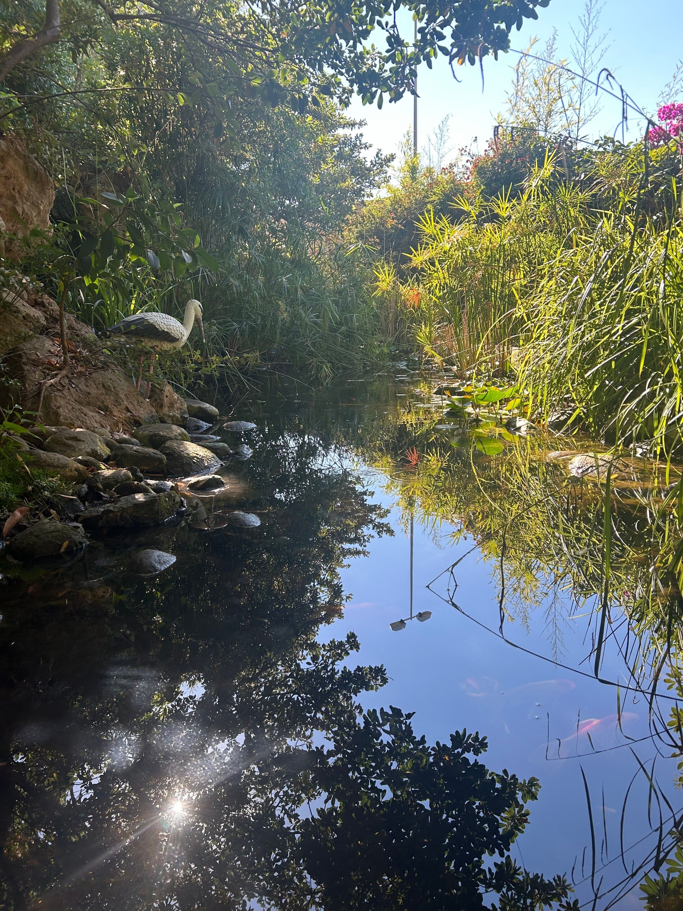 Un estanque tranquilo con una garza posada sobre rocas, rodeado de exuberante vegetación y agua cristalina que refleja el cielo.