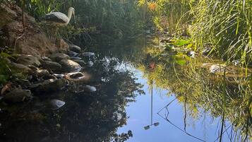 Un estanque tranquilo con una garza posada sobre rocas, rodeado de exuberante vegetación y agua cristalina que refleja el cielo.