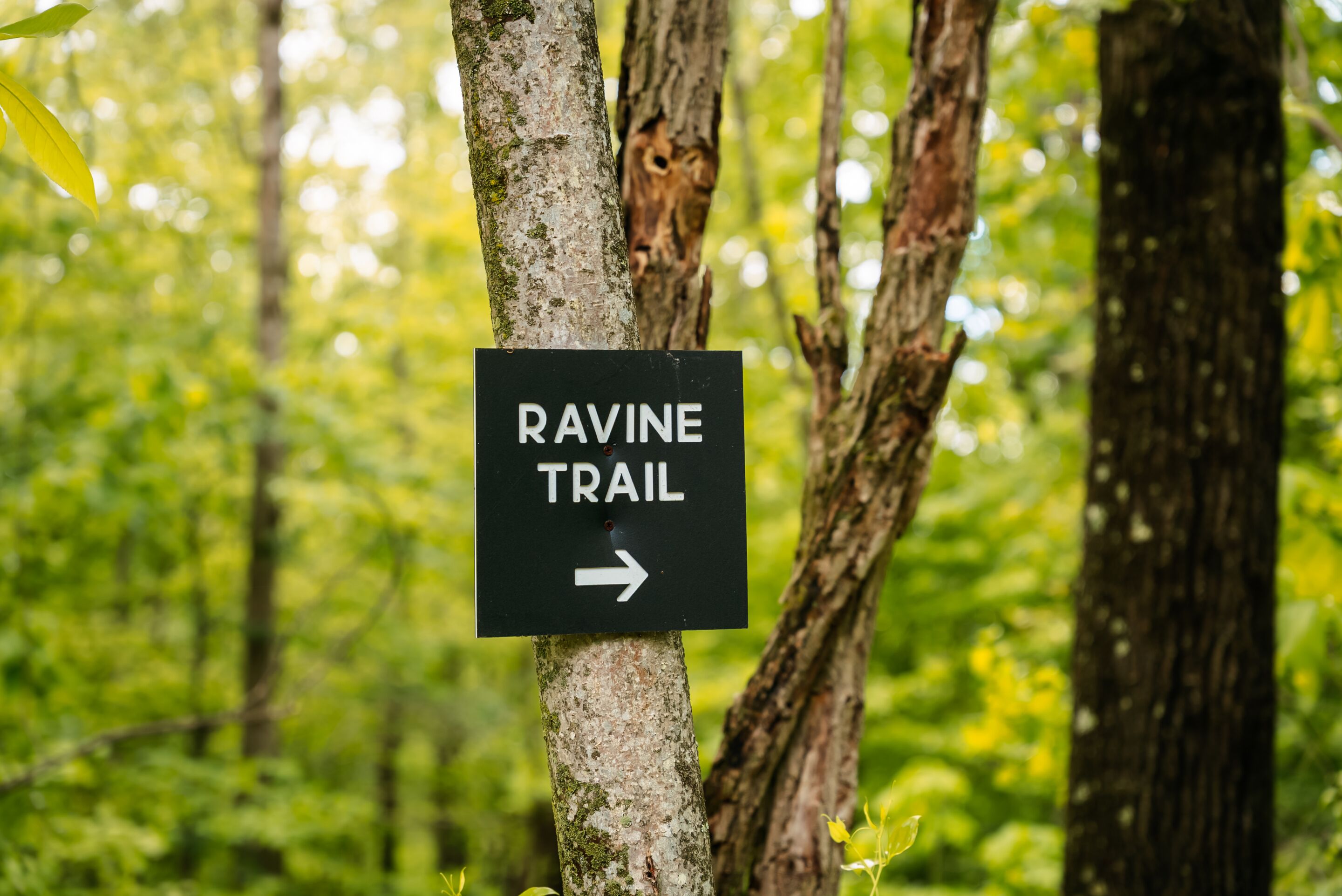 Un panneau indiquant le début du sentier de la ravine, dans une zone boisée.