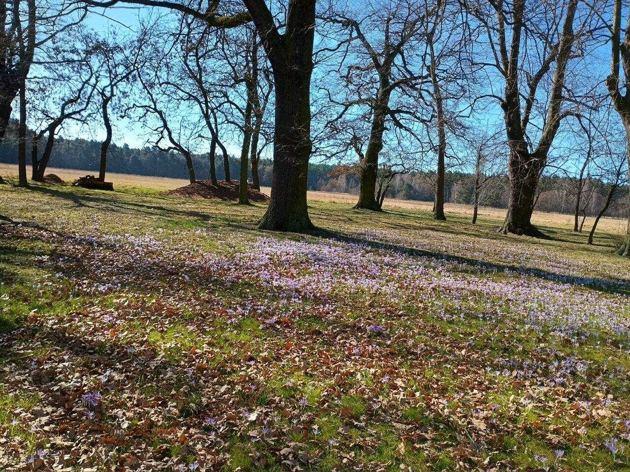 En park med träd och en mark som är täckt av lila blommor.
