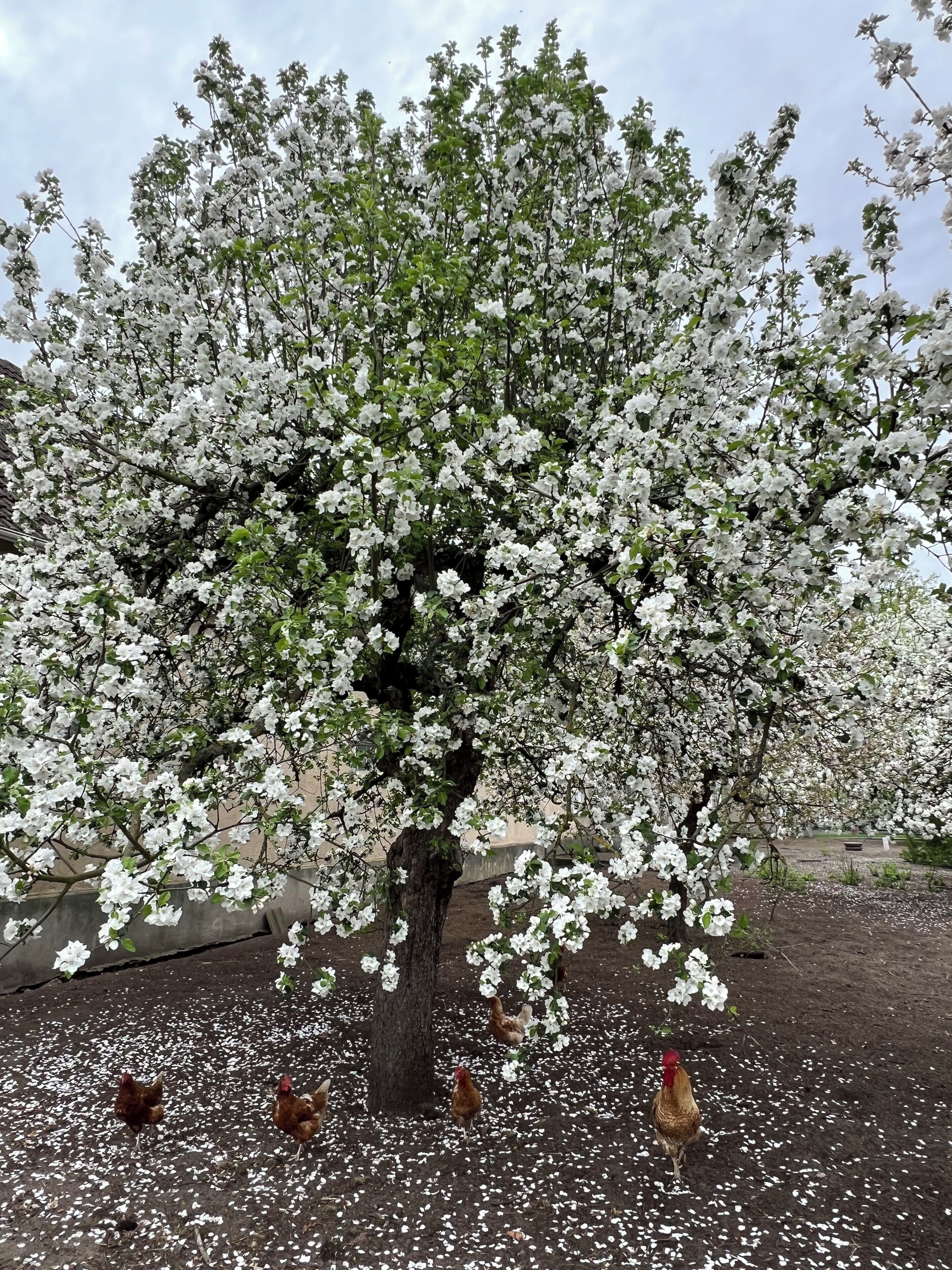 A tree with white blossoms and chickens on the ground.
