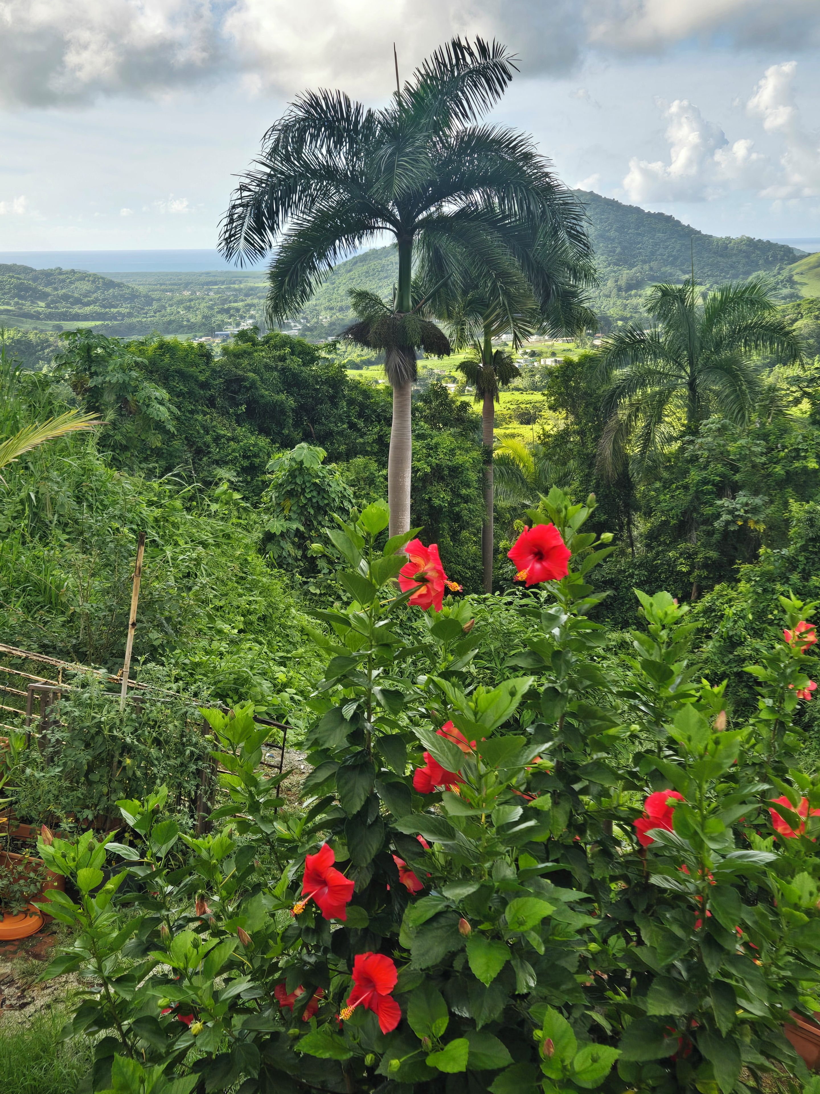 Un jardí exuberant amb flors vermelles i palmeres altes.