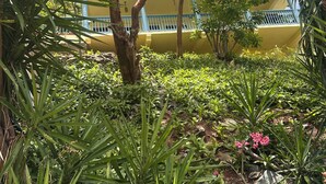 Un rigoglioso giardino con un albero, diverse piante e un edificio giallo con ringhiere blu sullo sfondo.