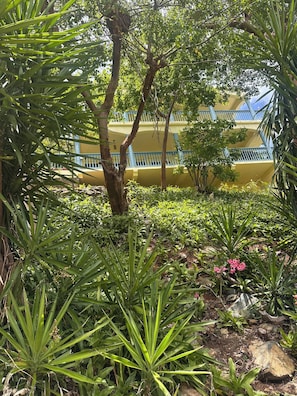 Ein üppiger Garten mit Baum, verschiedenen Pflanzen und einem gelben Gebäude mit blauen Geländern im Hintergrund.