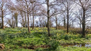 A natural landscape with a stream, trees, and yellow flowers. - The Mill (Holyhead)