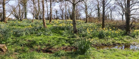 A natural landscape with a stream, trees, and yellow flowers.