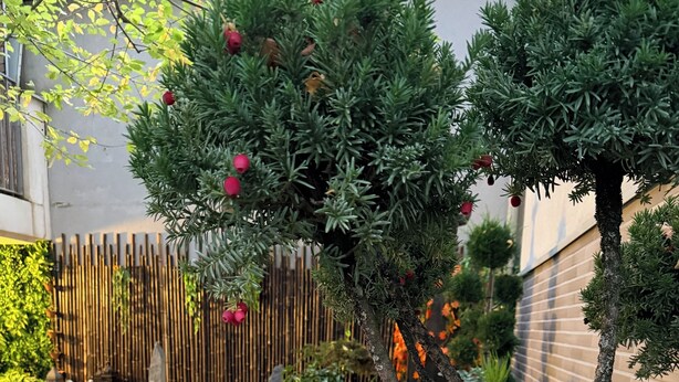 A garden with a stone pathway, various potted plants, and a bamboo fence. - Paris - Cosy luxury 30m² with Japanese garden - Near metro station (Romainville)