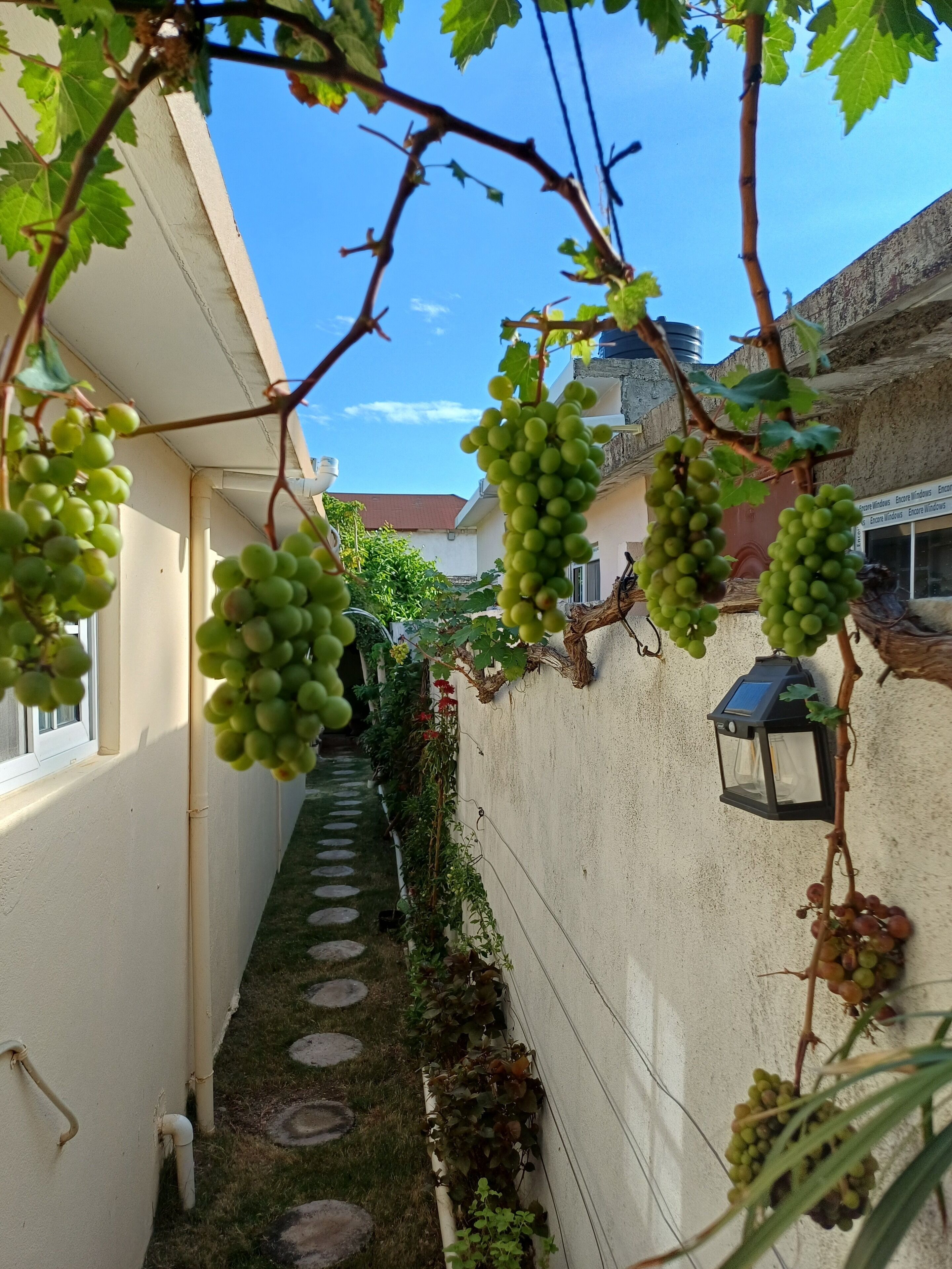 Grapes on the vine
