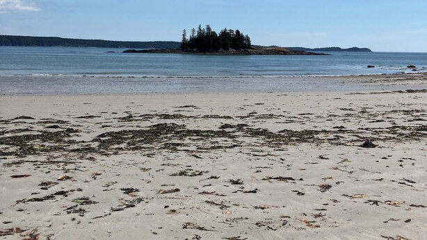 A beach with seaweed-covered sand and a distant forested island. - OCEANFRONT New Custom Built 3Bdrm Handicap Accessible Home VIEWS & BEACH ACCESS (Jonesport)