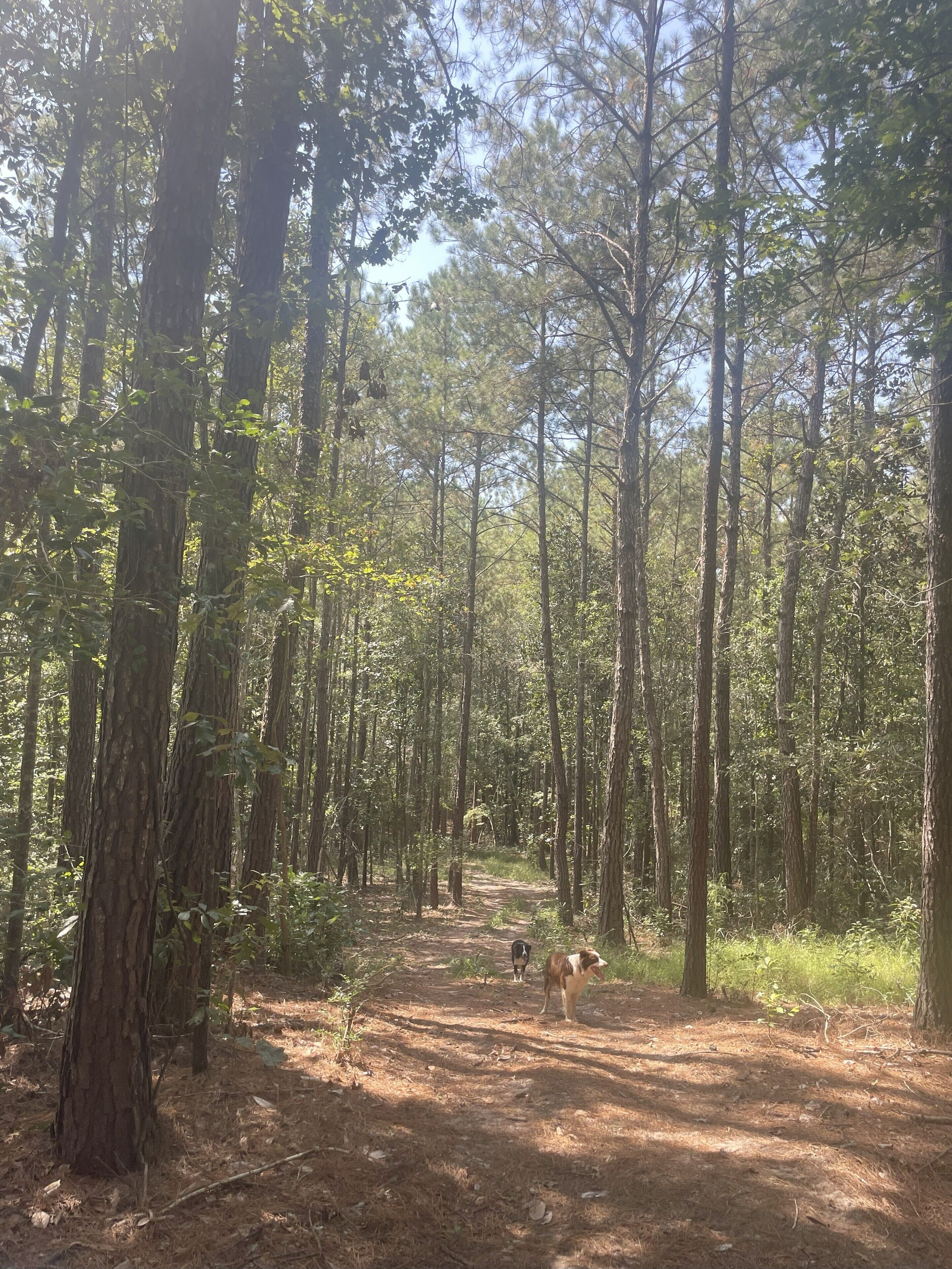 A forested area with a dirt path.