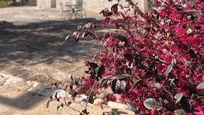 A courtyard with stone buildings, a clear sky, and a flowering plant in the foreground. - Dimora San Michele - Exclusive Villa among Trulli, with Private Pool (Puglia)
