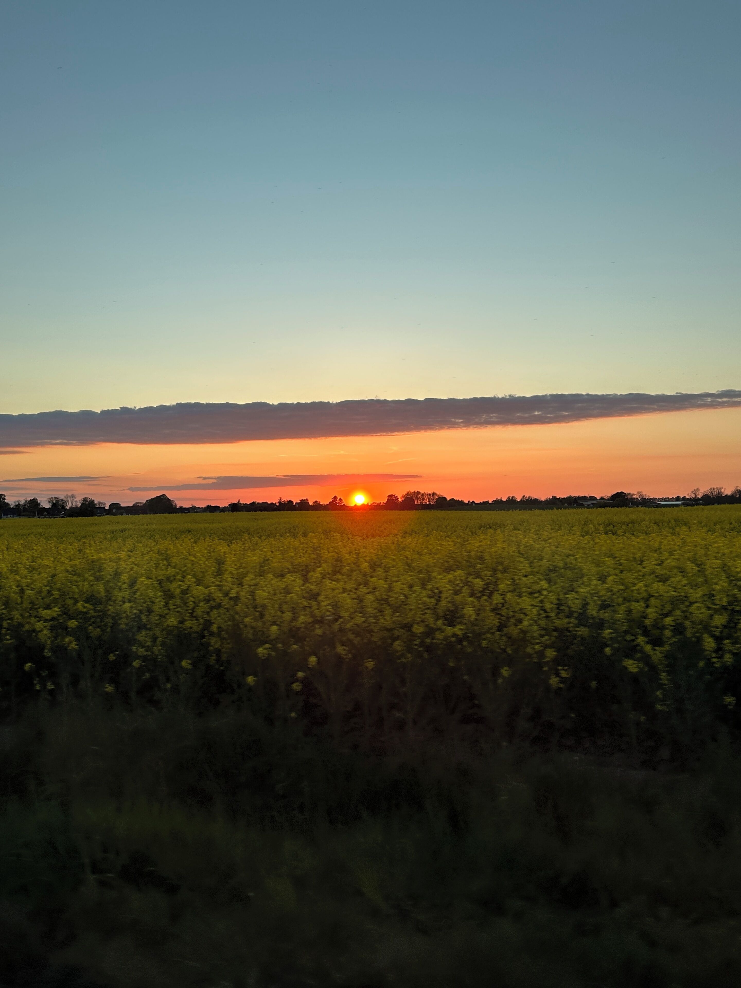 A field with a sunset in the background.