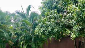 A grassy backyard with a white bench, palm trees, and a wooden fence. - Hotel De Wualai-sha Extra Plus (Chiang Mai)