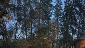 Un camino de entrada residencial con una senda, rodeado de árboles y una casa.