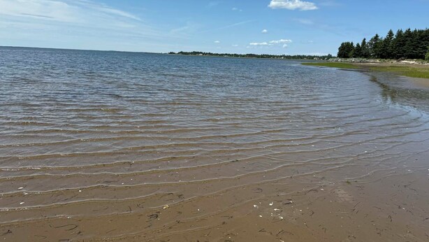 Una playa con agua cristalina, una orilla arenosa y una zona boscosa al fondo.