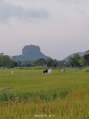 Exterior - Near the canal homesty (Sigiriya)