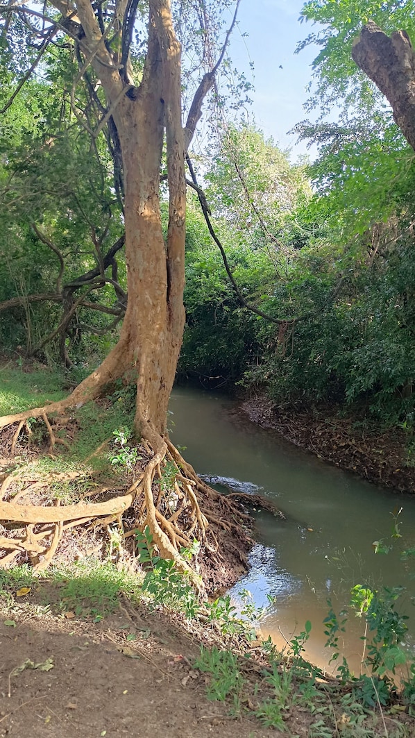 Exterior - Near the canal homesty (Sigiriya)