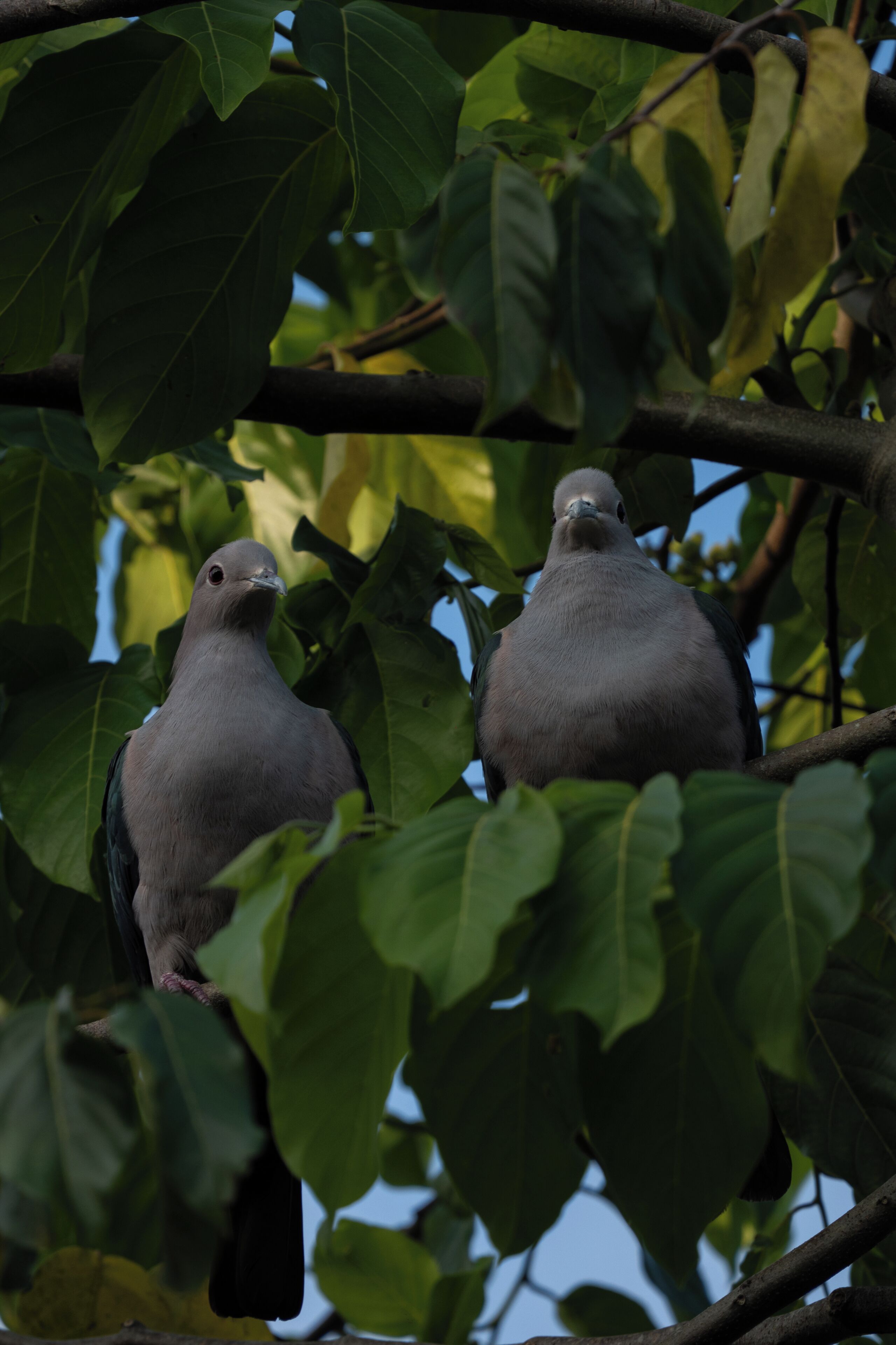 Two pigeons perched on a branch surrounded by green leaves.