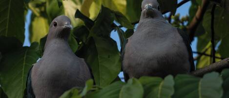 Two pigeons perched on a branch surrounded by green leaves.
