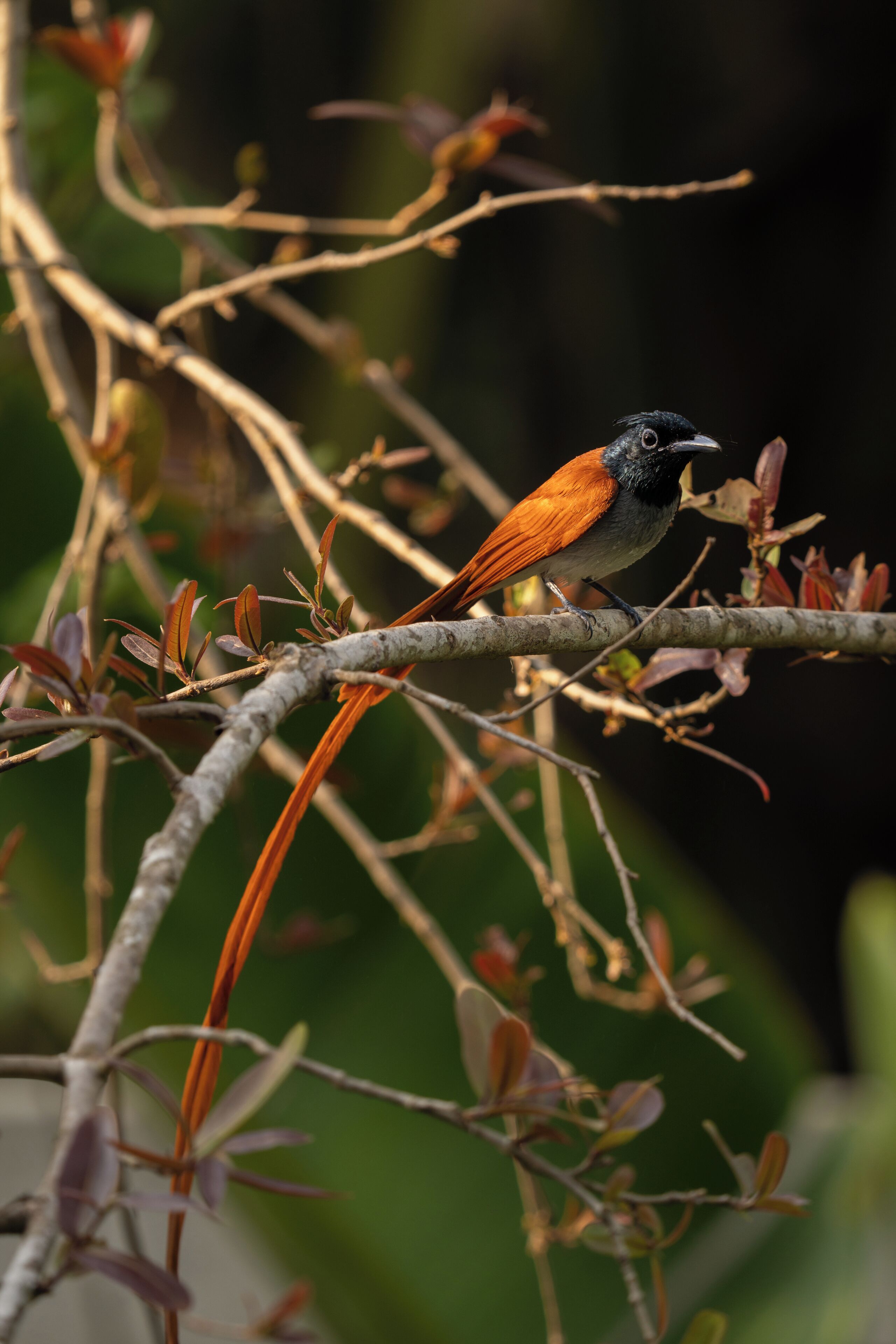 Un oiseau était perché sur une branche.