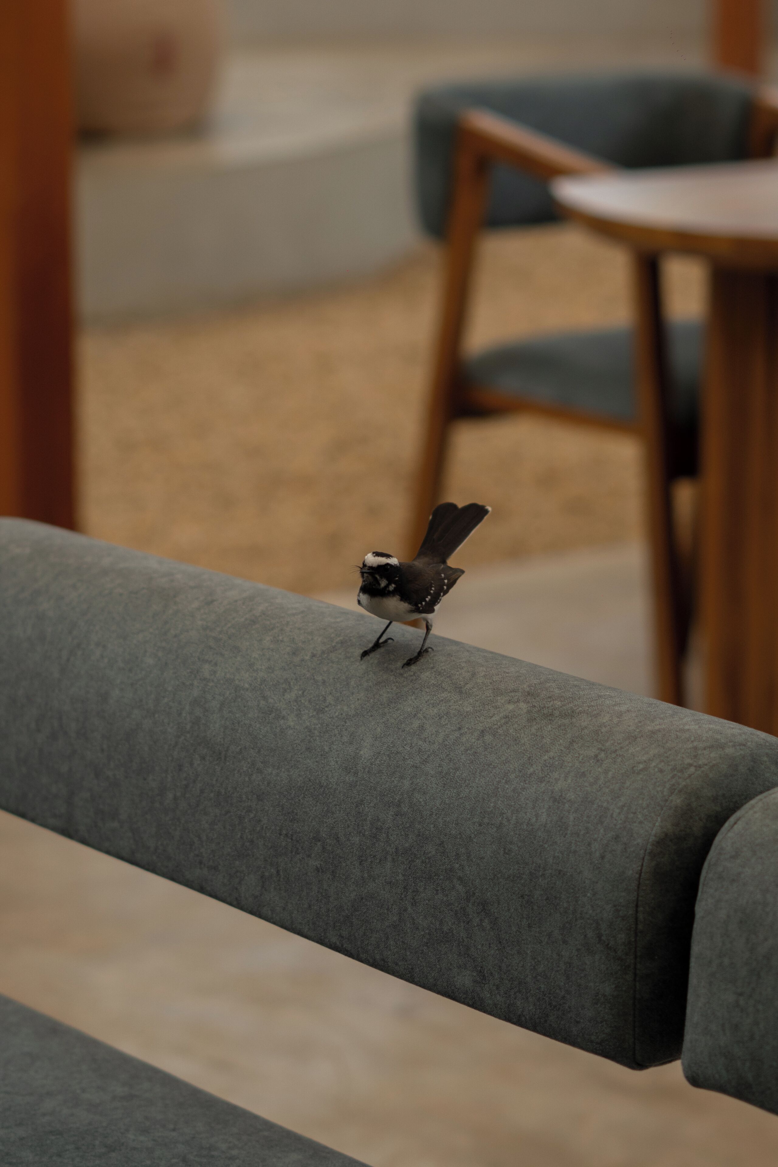 A bird perched on a grey sofa in a room with a wooden table and a blue chair in the background.