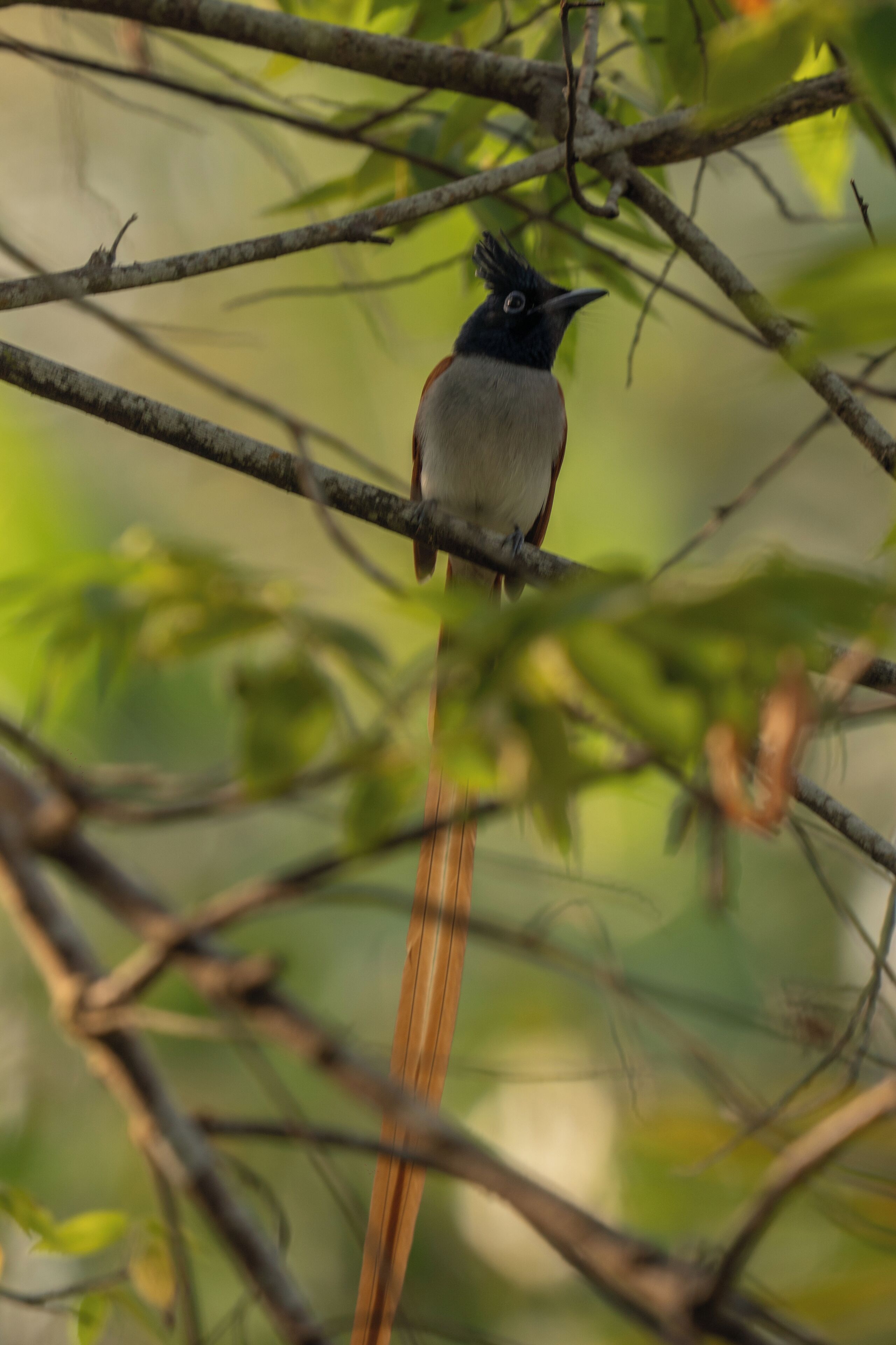 A bird perched on a branch.