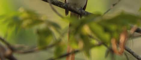 A bird perched on a branch.