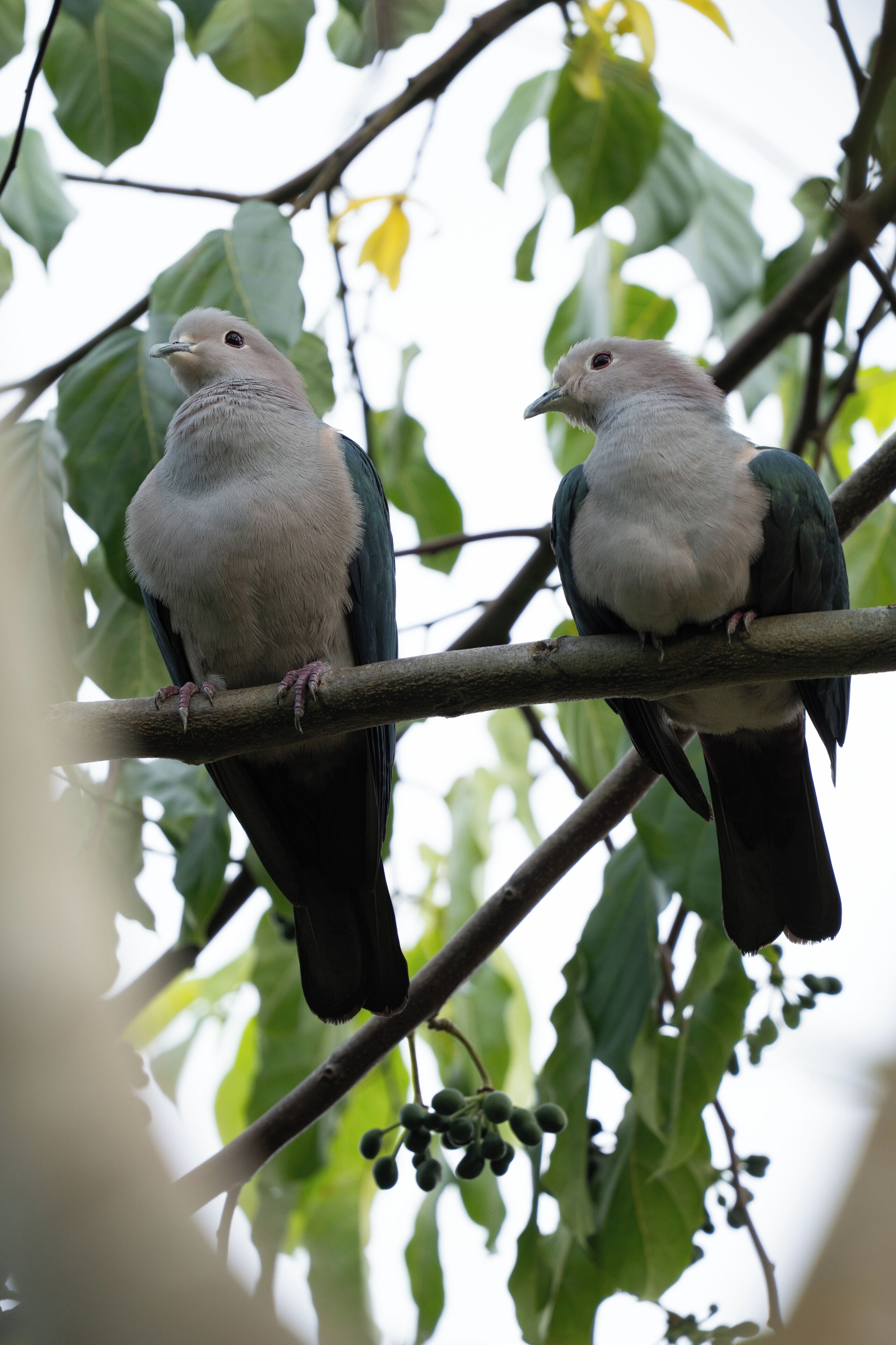 Deux oiseaux étaient perchés sur une branche, avec des feuilles vertes et de petits fruits en arrière-plan.