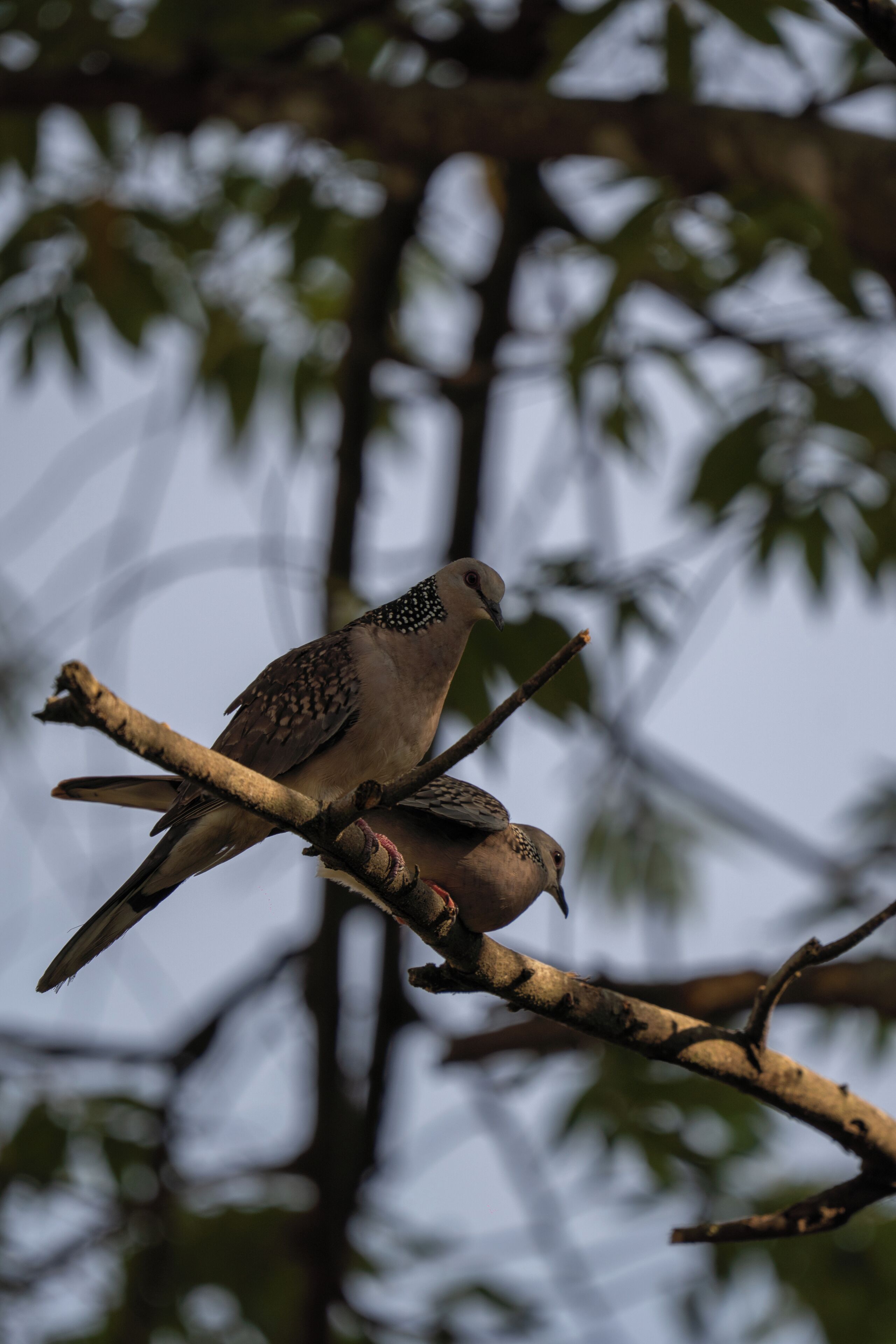 Two birds perched on a branch.
