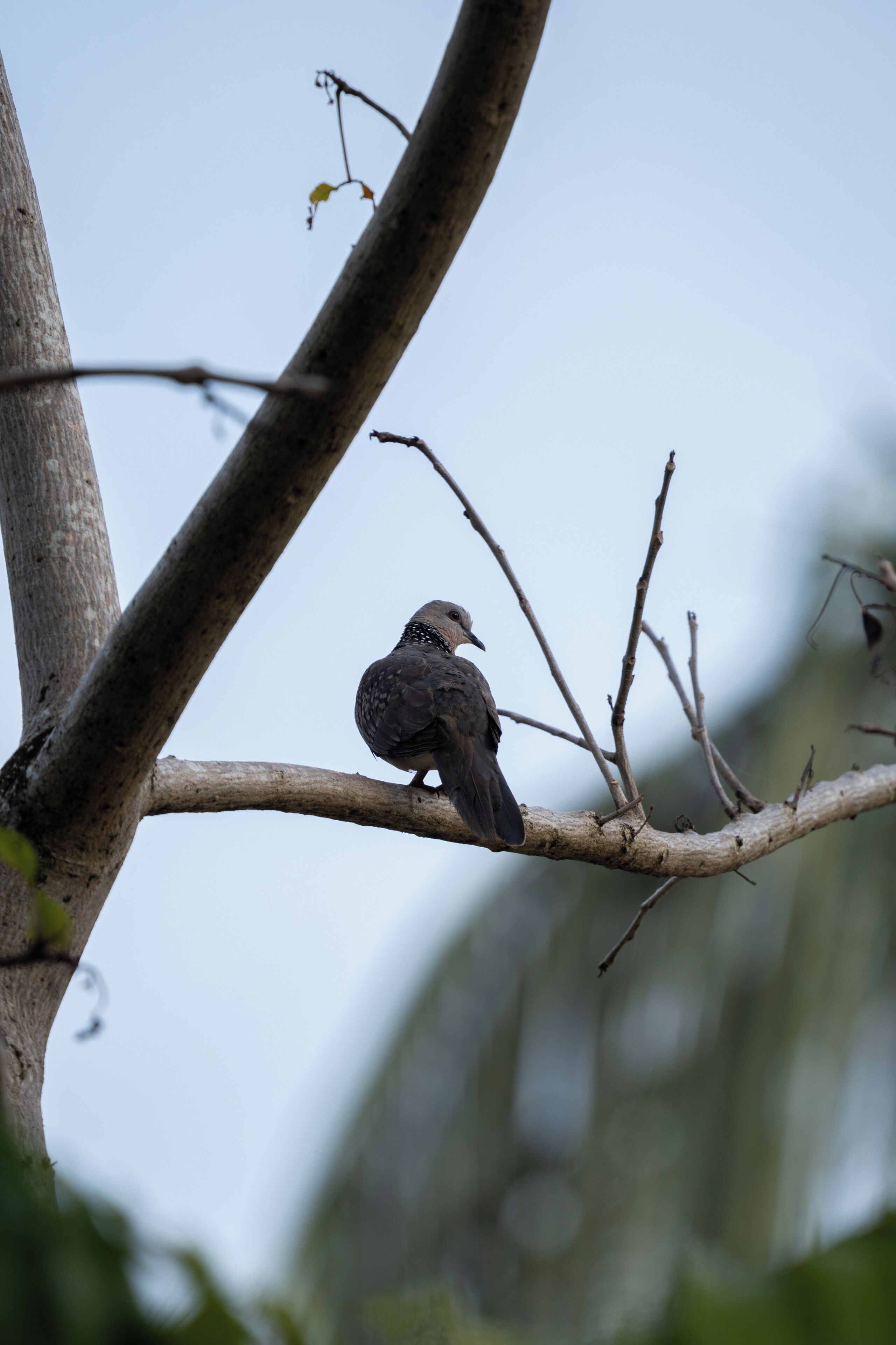 Un oiseau était perché sur une branche.