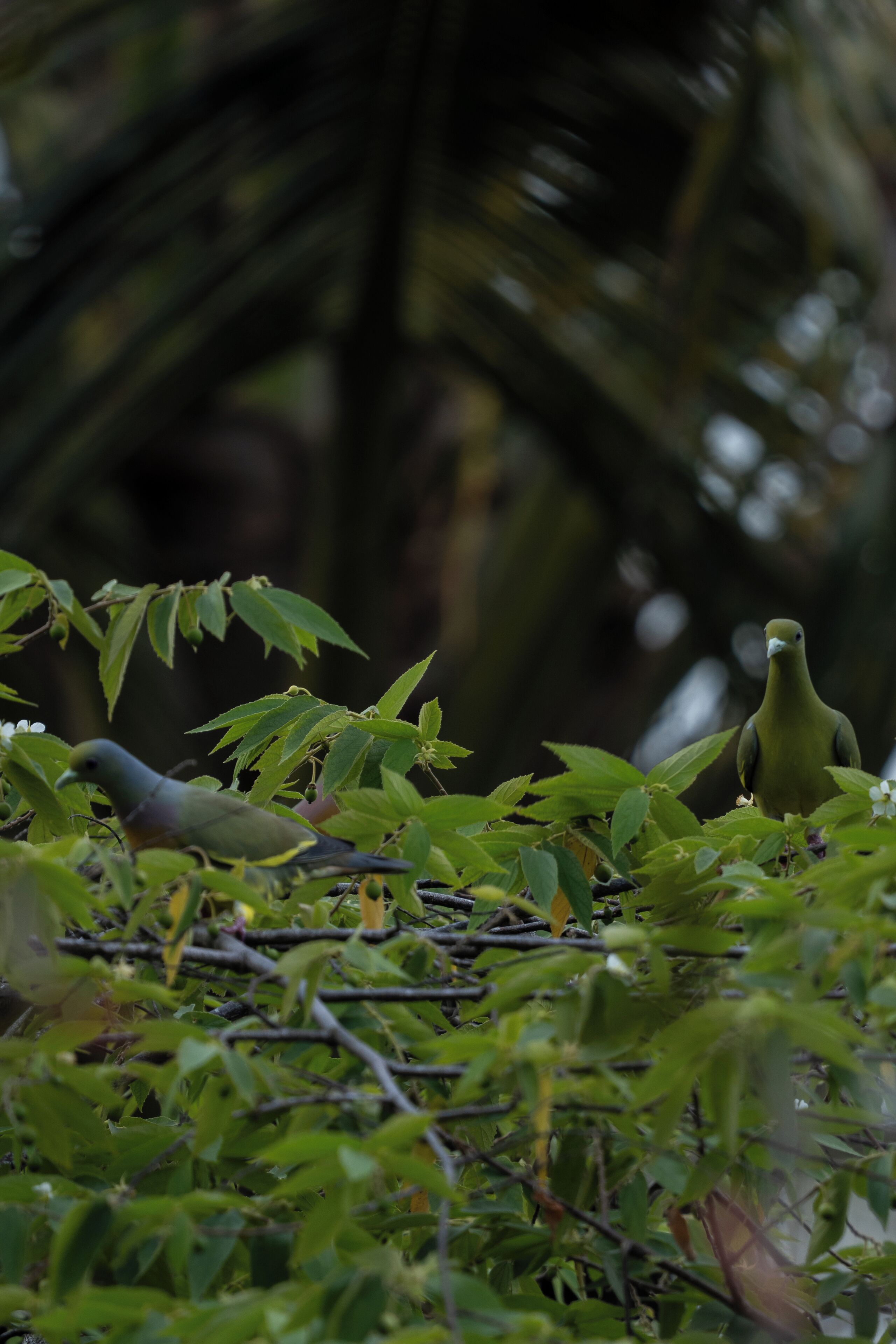 Een vogel zit op het gebladerte met weelderige groene bladeren en takken op de voorgrond.