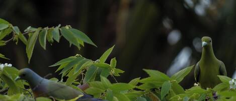 Un pájaro posado sobre follaje con hojas y ramas verdes y tupidas en primer plano.