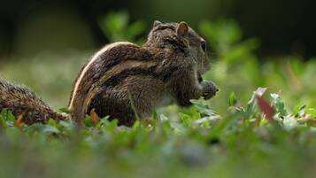 A squirrel in a natural setting.