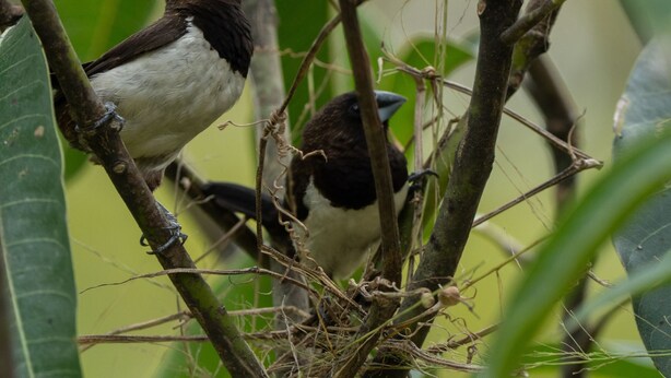 Deux oiseaux étaient perchés sur une branche, près d’un nid.