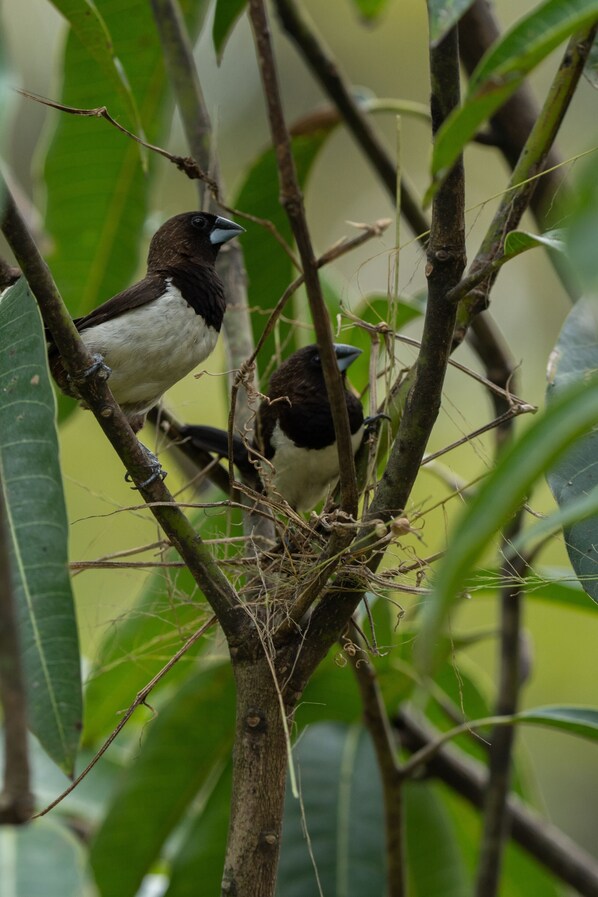 Two birds perched on a branch with a nest. - The Benison (Ahangama)