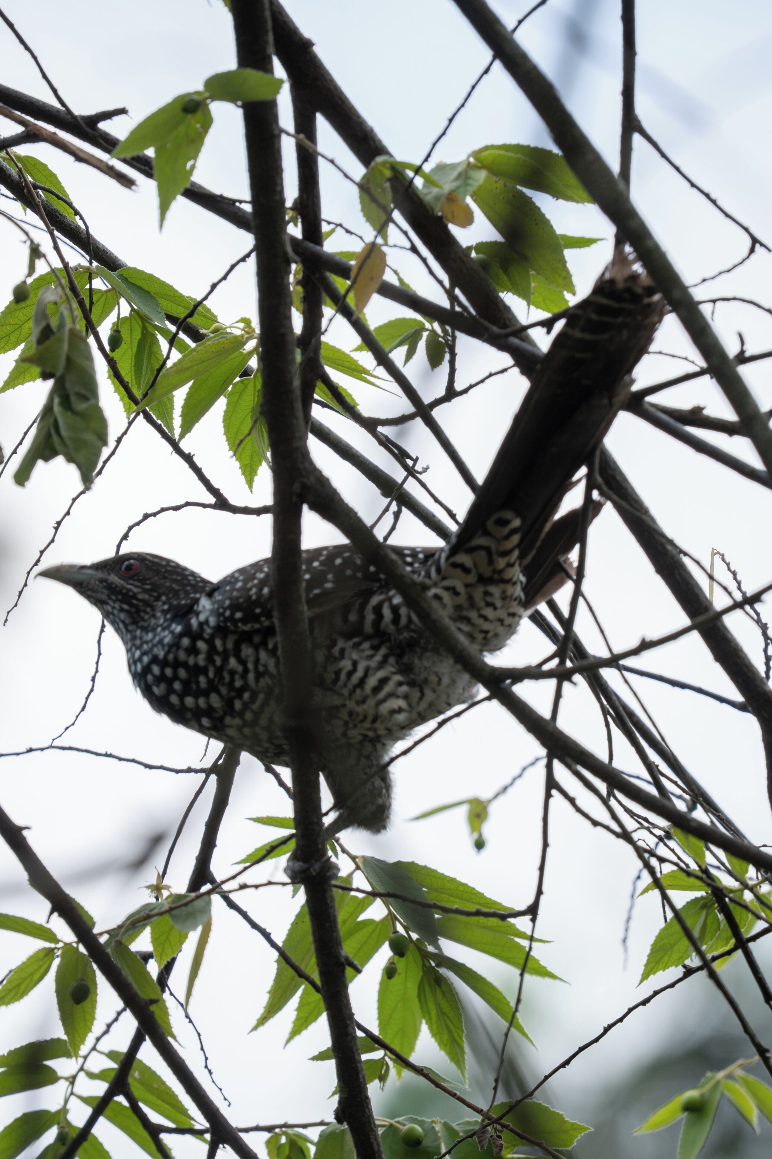 Un pájaro posado en una rama entre hojas verdes.