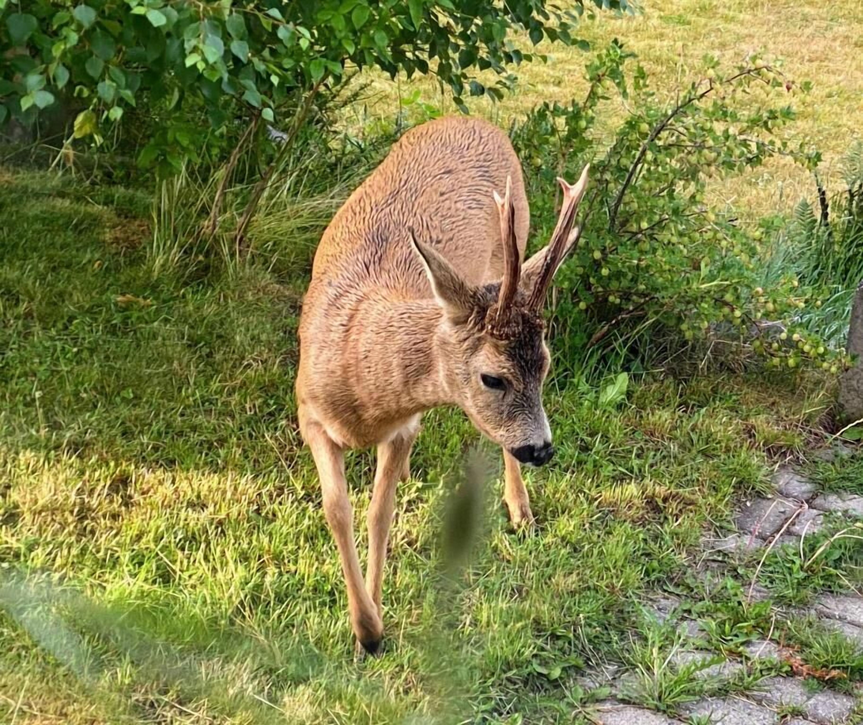 Leilighet, 1 soverom, terrasse, hageutsikt | Diverse