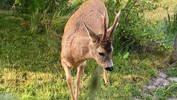 Apartment, 1 Bedroom, Patio, Garden View | Miscellaneous