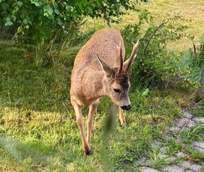 Apartment, 1 Bedroom, Patio, Garden View | Miscellaneous - Completely Smoke-free Apartment Near the Beach (Tønsberg)