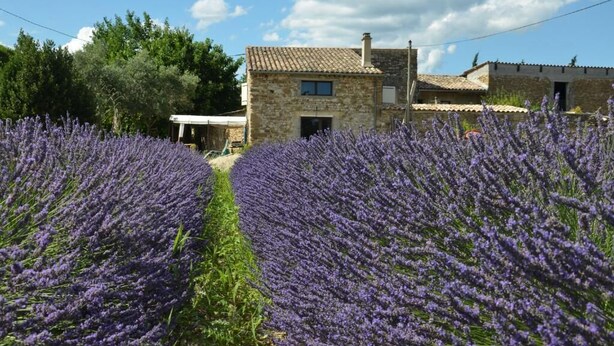 A stone house with a tiled roof, surrounded by lavender fields.