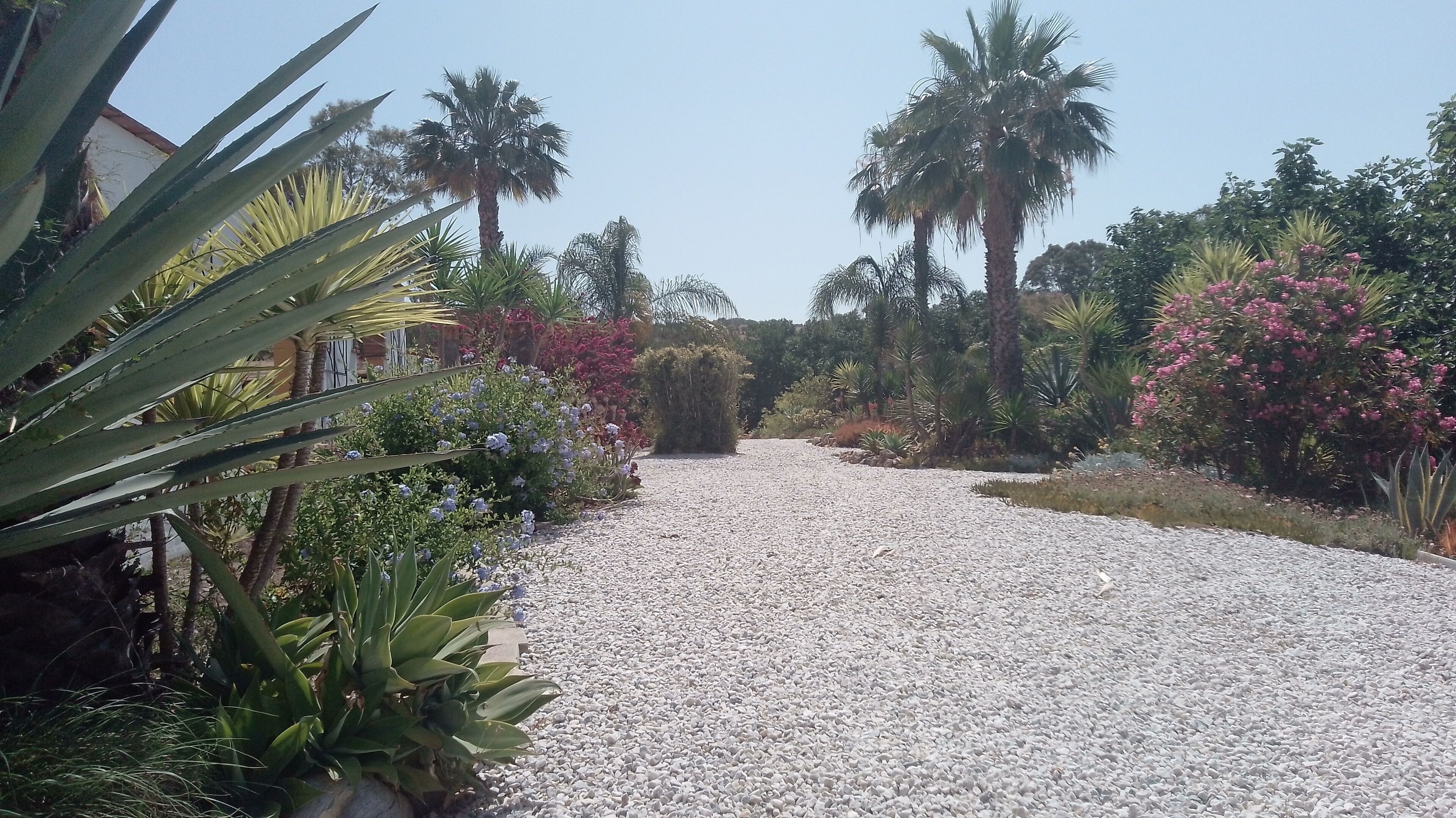 Un sendero de grava bordeado por plantas diversas y palmeras, que conduce a un edificio.