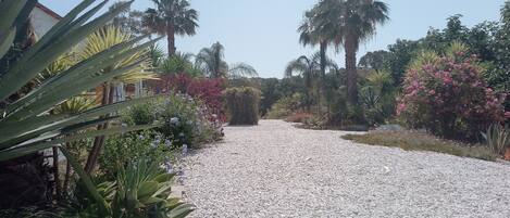 A gravel pathway flanked by various plants and palm trees, leading towards a building.