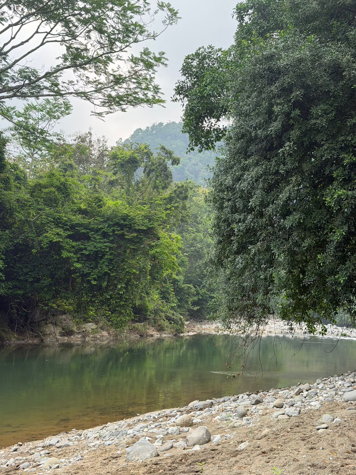 A riverbank with dense foliage and a calm water body.