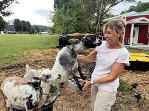 Pet-friendly - RV Camping w/ Animals & Spa Services @ Deep Creek (Oakland)