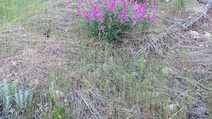 A natural landscape with dry grass, a bush with purple flowers, and a tree in the background.