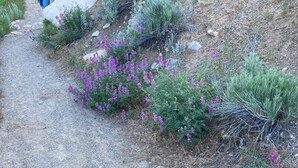 A gravel path with sparse vegetation and a hiker in the distance.